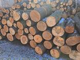 Продам дрова твердої породи - фото 1