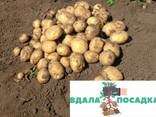 Продам элитный семенной картофель Ривьера - фото 1