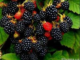 Продам ежевику оптом