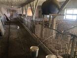 Продам фермерське господарство / виробниче приміщення - фото 3