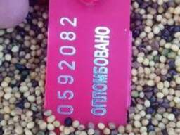 Продам горчицу