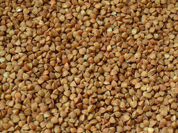 Продам гречку семеную (Дикуль)