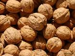 Продам грецкий Орех крупным оптом (28 ) экспорт - фото 3