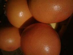 Продам грейпфрут