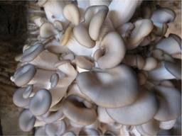 Продам грибы вешенка (гливи), Бровары
