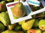 Продам Груши - фото 1