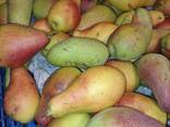 Продам груши из своего сада - фото 2