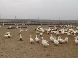 Продам гусей оптом и в розницу