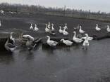 Продам гусей породы французский тулуз серой масти. - фото 2
