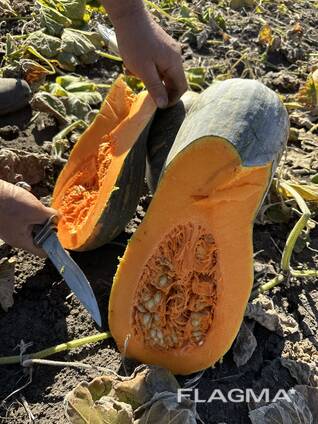 Продам гарбуз мускатний