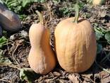 Продам гарбуз мускатний - фото 5
