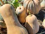 Продам гарбуз мускатний - фото 9
