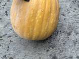 Продам гарбуз мускатний - фото 11