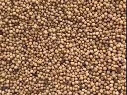 Продам гочиця жовта 200т. ,Белая 160т.