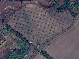 Продам горіховий сад Миколаївська область