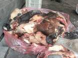 Продам говяжьи субпродукты (яловичі субпродукти) рубець, легені, селезінка, трахея, хвіст - фото 3
