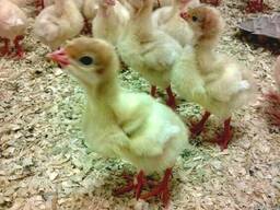 Продам Индюшат Суточных От Производителя