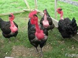 Продам инкубационное яйцо Испанка, Редбро, Мастер Грей