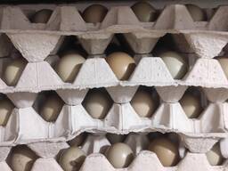 Продам інкубаційні яйця фазана мисливського