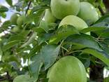 Продам інтенсивний яблуневий сад - фото 2