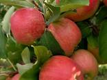 Продам інтенсивний яблуневий сад - фото 4