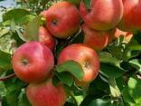 Продам інтенсивний яблуневий сад - фото 5