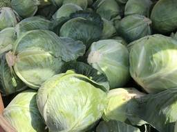 Продам капусту 0.2-0.25 € Pl