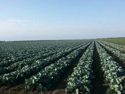 Продам капусту