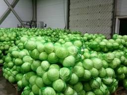 Продам капусту Белакачаную свежую Агрессор