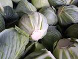 Продам капусту Строідор - фото 3
