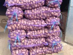 Продам картофелей оптом