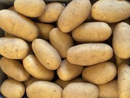 Продам картопля Гала, Прада, слов'янка, Рів'єра, Гранада, американка