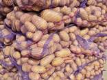 Продам картопля Гала, Прада, слов'янка, Рів'єра, Гранада, американка - фото 1