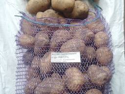 Продам картоплю продовольчу Рів'єра