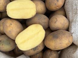 Продам картоплю, сорт Тайфун і Партнер
