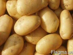 Продам картошку оптом и в розницу