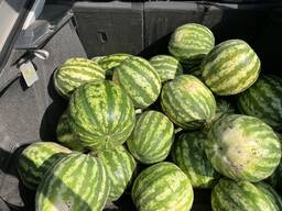 Продам кавун Продюсер