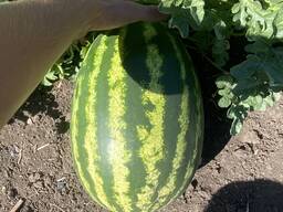 Продам кавун(Арбуз)