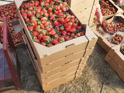 Продам клубнику Альба 10 пенеток по 500 гра по 60 грн за 1 кгмм