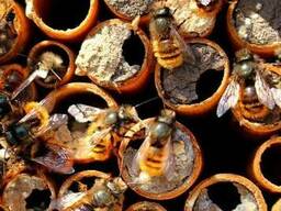 Продам коконы диких пчел Осмия Корнута (Осмія Корнута, Osmia