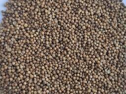 Продам коріандр- 25т. , с/г виробник.