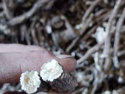 Продам корінь кульбаби