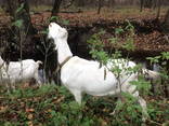 Продам коз породы Ламанча