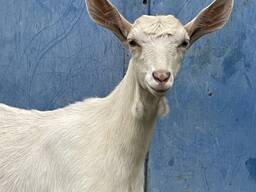 Продам козу дойную (на выбор)