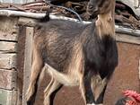 Продам козу дойную (на выбор) - фото 1