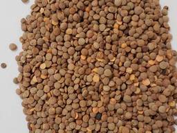 Куплю чечевицу