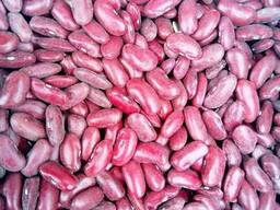 Продам красную фасоль