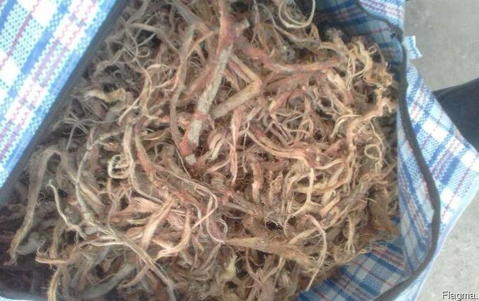 Продам Красный корень Копеечник