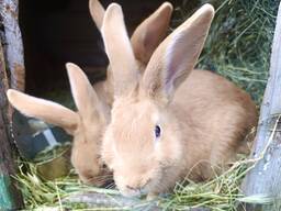 Продам кроликів порід Бургундець і Метелик | Різний вік, здорові, красиві