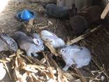 Продам кролів великої породи, різного віку, живою вагою. - фото 3